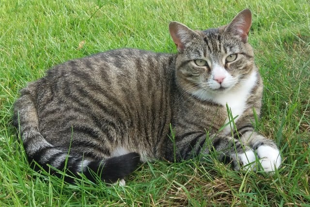 Maddie the cat