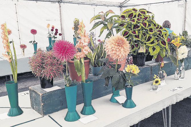 Dahlias stand out in the floral classes