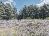 A closer look at endangered heather