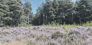 A closer look at endangered heather