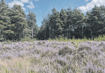 A closer look at endangered heather