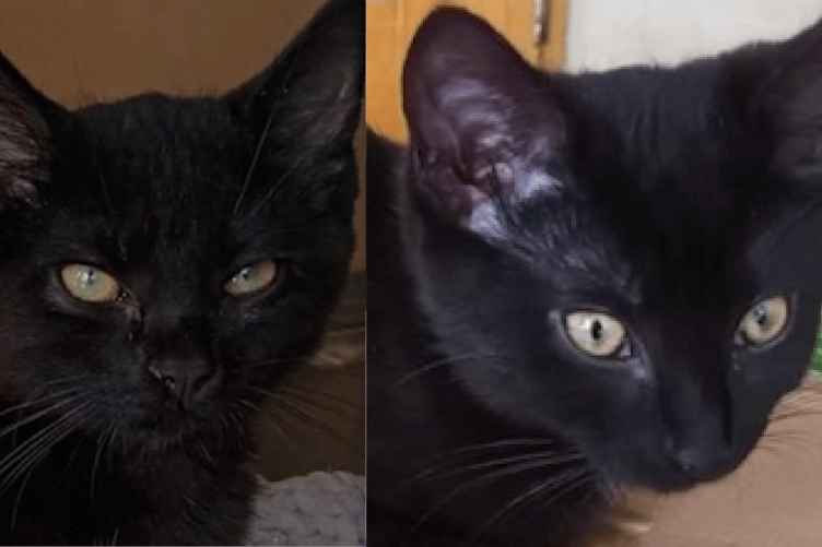 Seraphina, left, and Phoenix