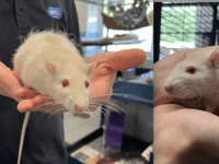 Rat brothers Emmental and Ricotta need new home