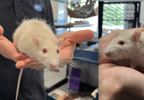 Rat brothers Emmental and Ricotta need new home