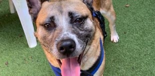 Handsome husky cross Rocky will be a knockout pet