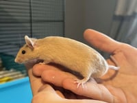 You’ll have enor-mouse love for a little furry boy