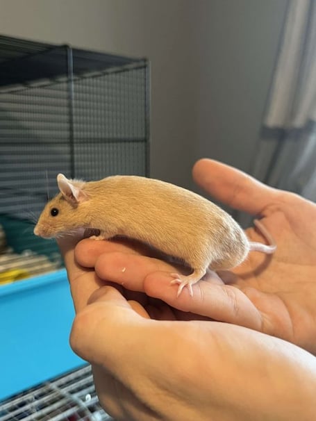 One of the mice who is seeking a new home