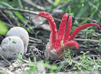 Spot the spooky, haunting fungi...