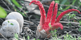 Spot the spooky, haunting fungi...