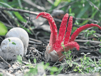 Spot the spooky, haunting fungi...