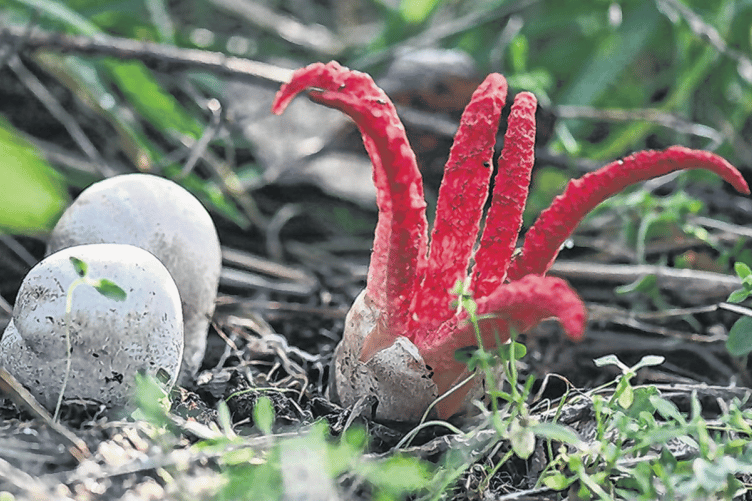 Devil’s Fingers or Octopus Stinkhorn (clathrus archeri)