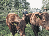 Cattle well settled in at nature reserve