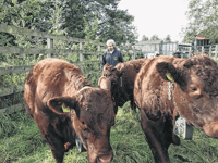 Cattle well settled in at nature reserve