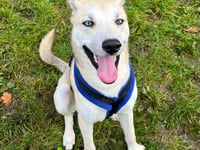 Cross-bred puppy is a real Bobby-dazzler