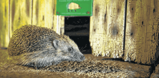 Royer Slater on moves to tackle the UK’s hedgehog decline