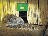 Royer Slater on moves to tackle the UK’s hedgehog decline