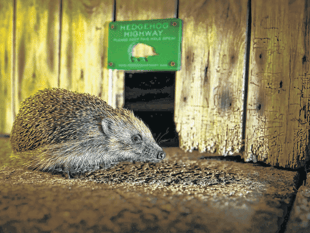 Royer Slater on moves to tackle the UK’s hedgehog decline