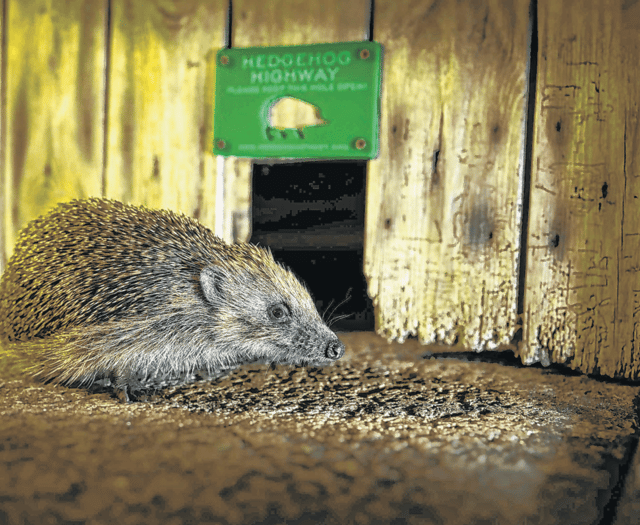 Royer Slater on moves to tackle the UK’s hedgehog decline
