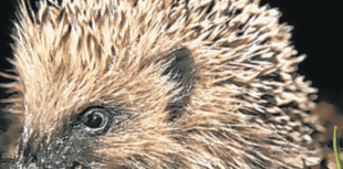 Top tips for keeping hedgehogs safe on Bonfire Night