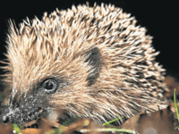 Top tips for keeping hedgehogs safe on Bonfire Night