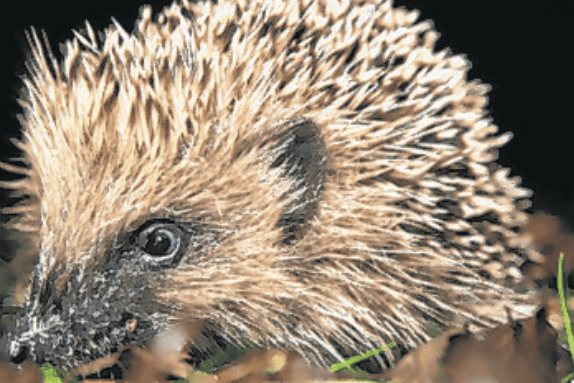 A native hedgehog