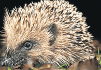 Top tips for keeping hedgehogs safe on Bonfire Night