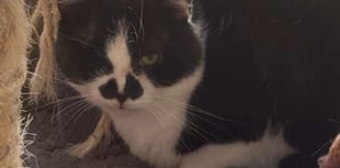 Black and white cat called Neil needs a quiet home