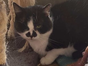 Black and white cat called Neil needs a quiet home