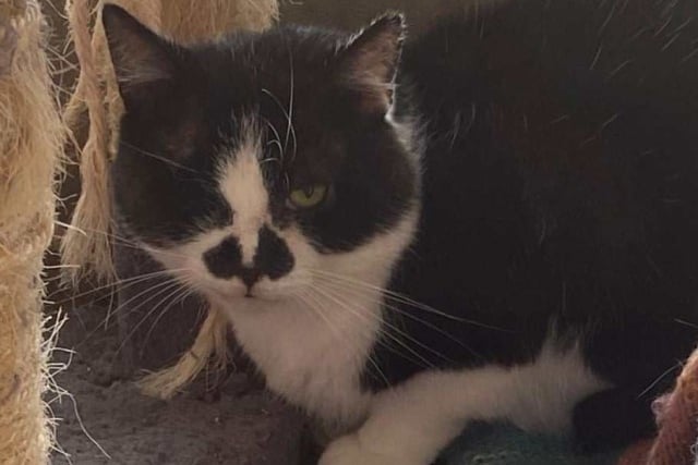 Neil, who is seeking his forever home