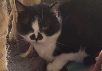 Black and white cat called Neil needs a quiet home