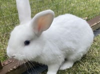 Young rabbit Nimbus aims to light up your life if you rehome him