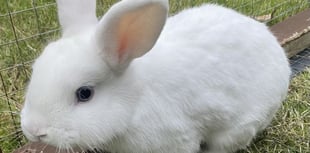Young rabbit Nimbus aims to light up your life if you rehome him