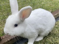 Young rabbit Nimbus aims to light up your life if you rehome him