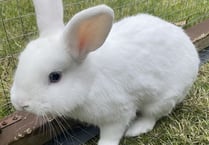Young rabbit Nimbus aims to light up your life if you rehome him