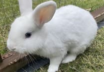 Can you rehome Nimbus, a young rabbit being cared for at RSPCA Millbrook in Chobham?