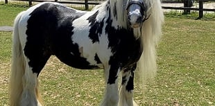 Vanner Zeus has a fabulous mane – and he's looking for a new home