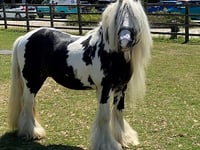 Vanner Zeus has a fabulous mane – and he's looking for a new home