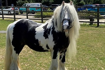 Zeus