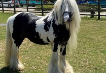 Vanner Zeus has a fabulous mane – and he's looking for a new home