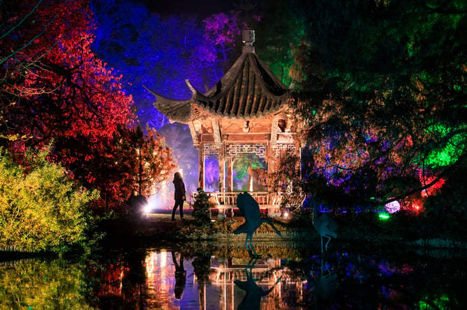 A silhouetted visitor admires the light display surrounding the Chinese Pagoda at the launch of Glow at RHS Garden Wisley