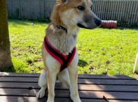 Help Red the shy sweetheart find her forever home for Christmas