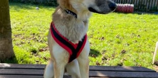 Help Red the shy sweetheart find her forever home for Christmas