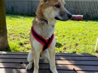 Help Red the shy sweetheart find her forever home for Christmas