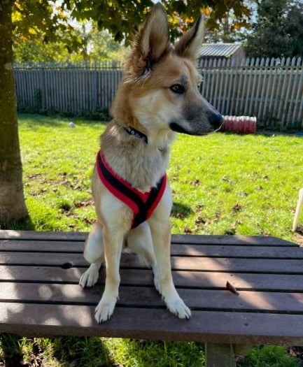 Help Red the shy sweetheart find her forever home for Christmas