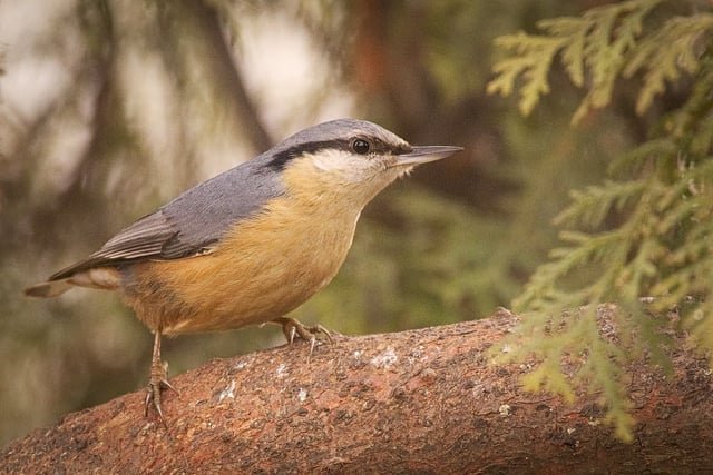 Winter wildlife wisdom: Surrey Wildlife Trust urges green space TLC
