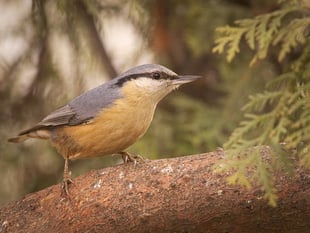 Winter wildlife wisdom: Surrey Wildlife Trust urges green space TLC