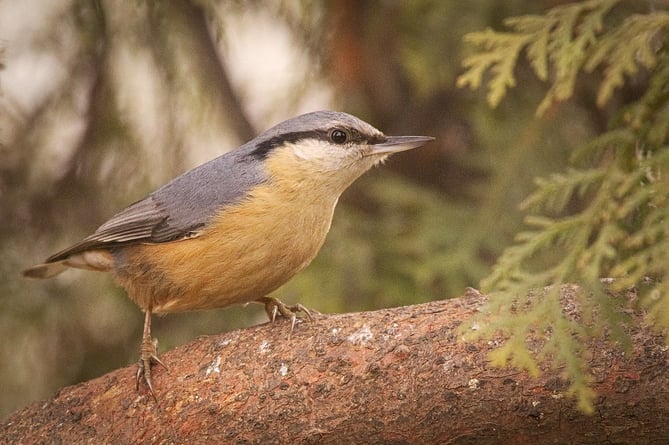 Nuthatches are a big fan of sunflower seeds