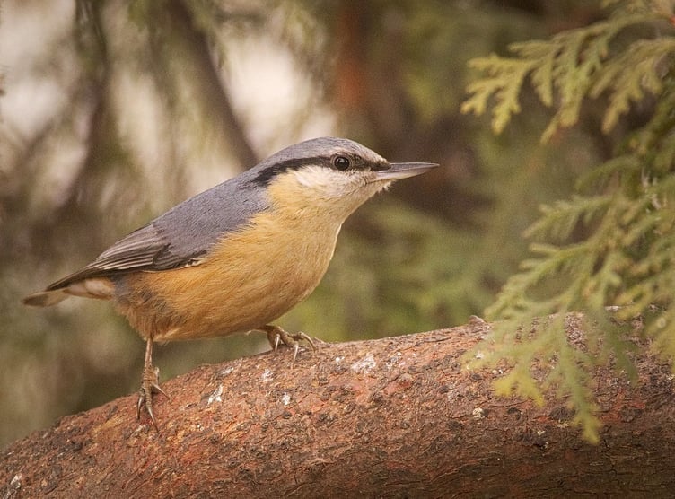 Nuthatches are a big fan of sunflower seeds