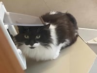 Gem of a cat Ruby seeks her forever home