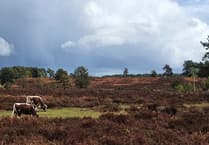 Heathwatch: Surrey and Hampshire's heathland wouldn’t exist without humans...